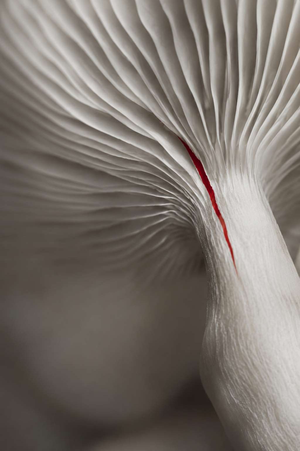 The pale radial gills of a fungus, split by one thin red line.